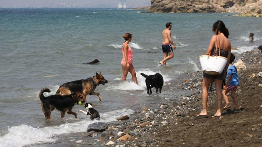 Una imagen de la playa para perros de Málaga capital, el verano pasado.