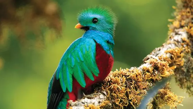 Aquí se esconde el quetzal, una de las aves más bonitas del mundo