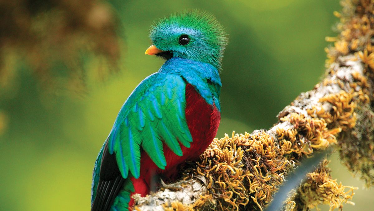 El quetzal, una de las aves más bonitas del mundo, descansa en los bosques de Costa Rica