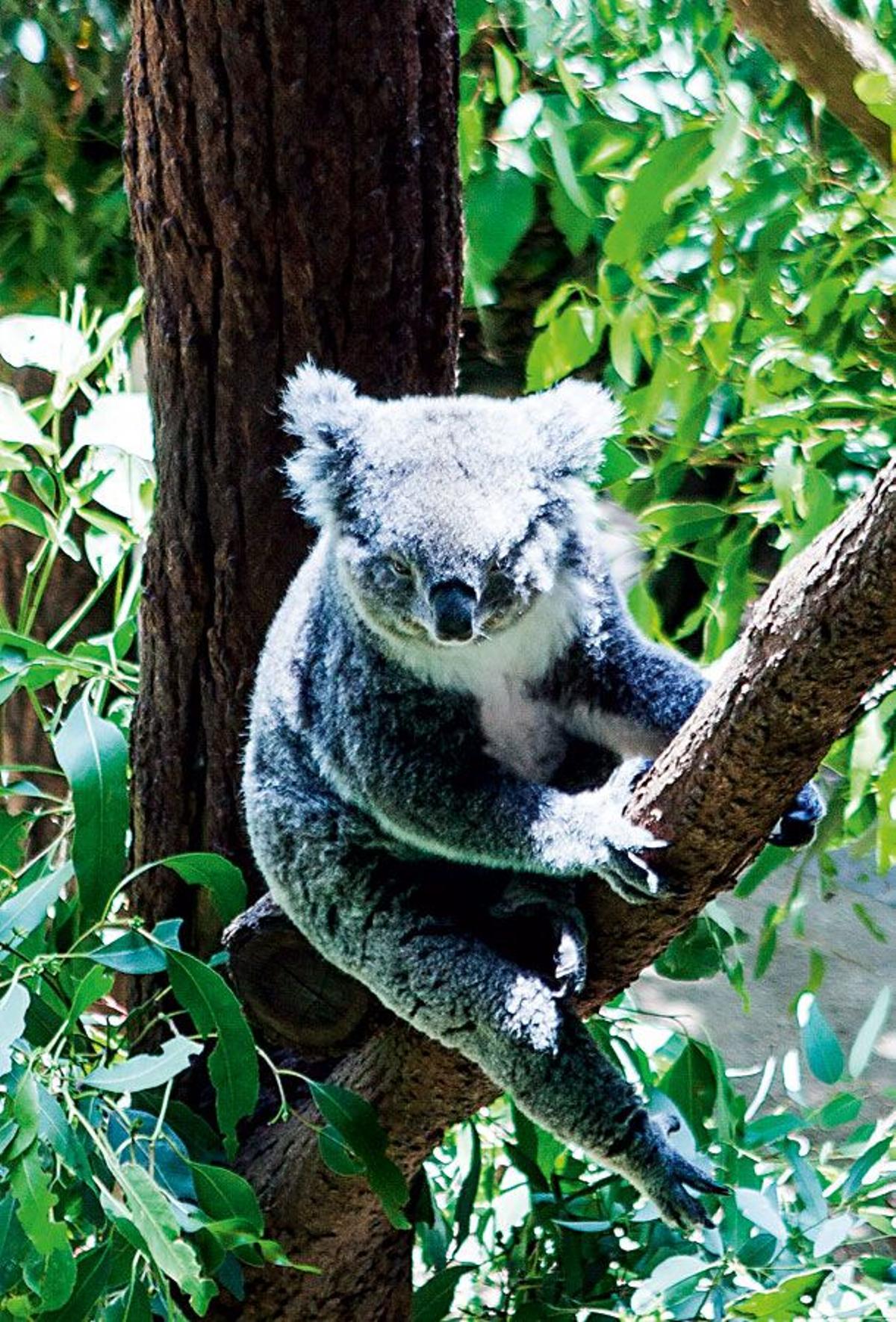 Sidney: Koala en el zoo de Taronga