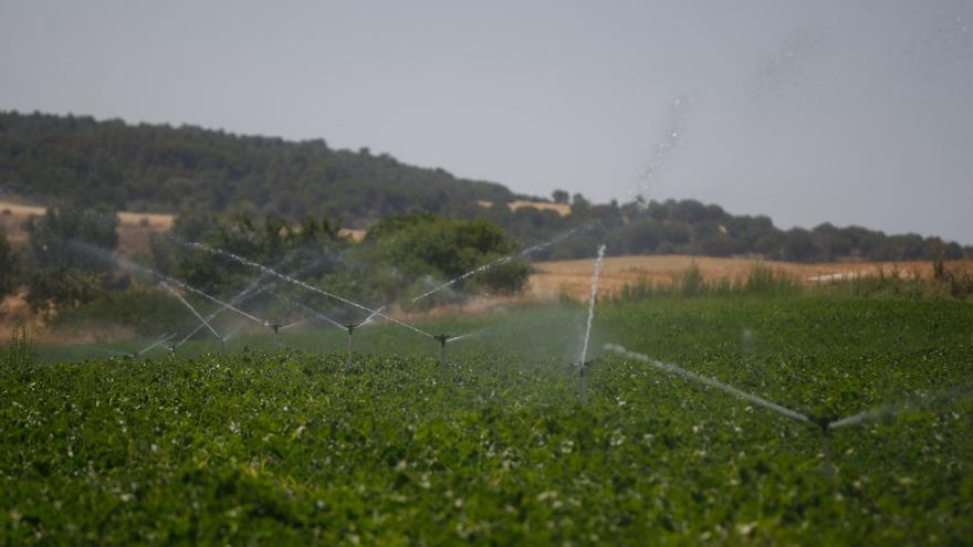 La CHD establece turnos de riego para la gestión del agua ante la sequía