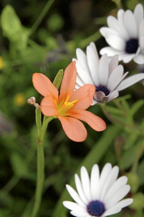 In Ariant blühen die mediterranen Pflanzen um die Wette. In dem von Heidi Gildemeister entworfenen Garten wird vieles den Launen der Natur und dem Zufall überlassen. Aber nicht alles.