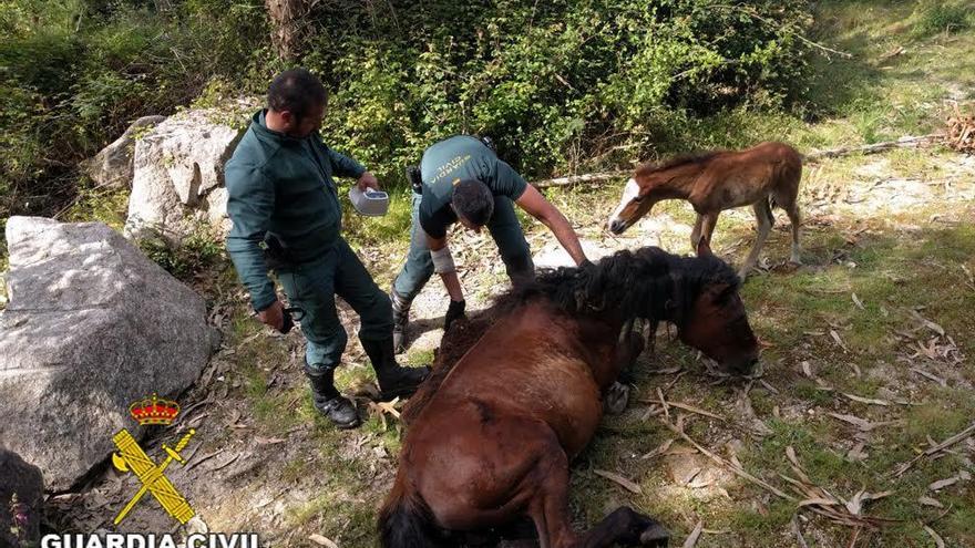 La Guardia Civil rescata a un caballo atrapado en la alambrada de una cerca en un monte de Ponte Caldelas