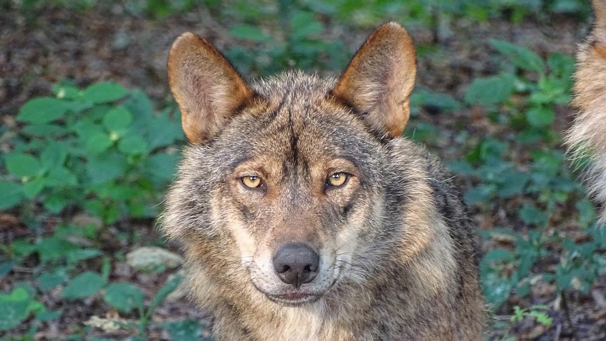 El lobo ibérico sigue en el centro de la polémica