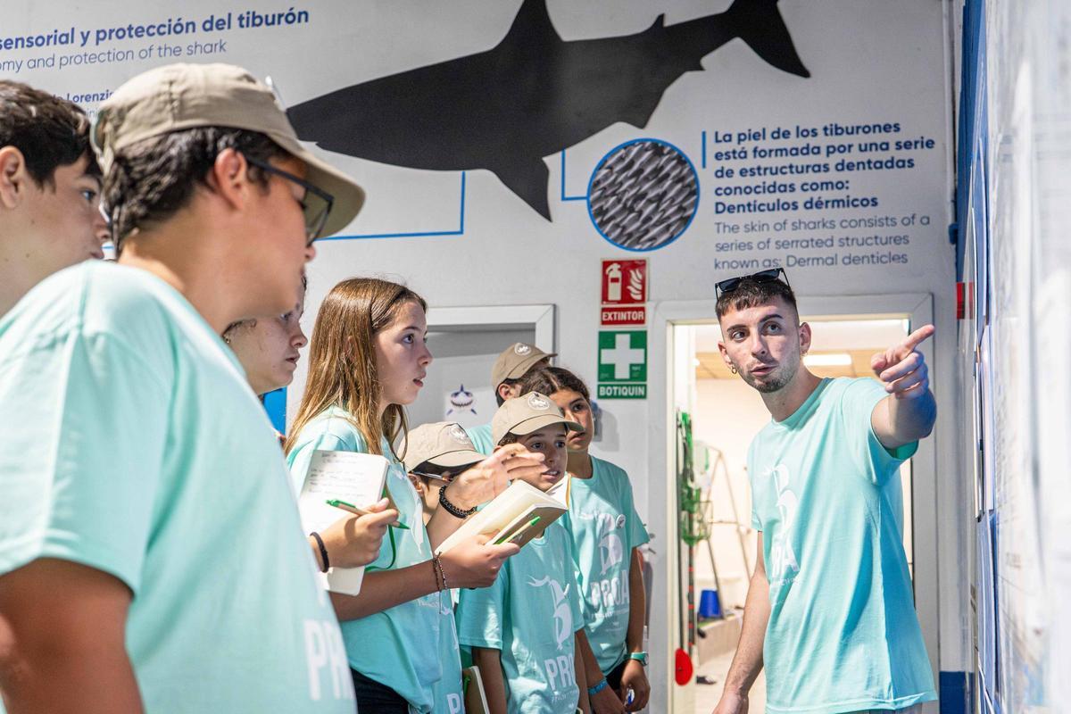 Alumnat de l'Escola d'Estiu PROA de l'Oceanogràfic de l'any passat durant la seua experiència formativa.