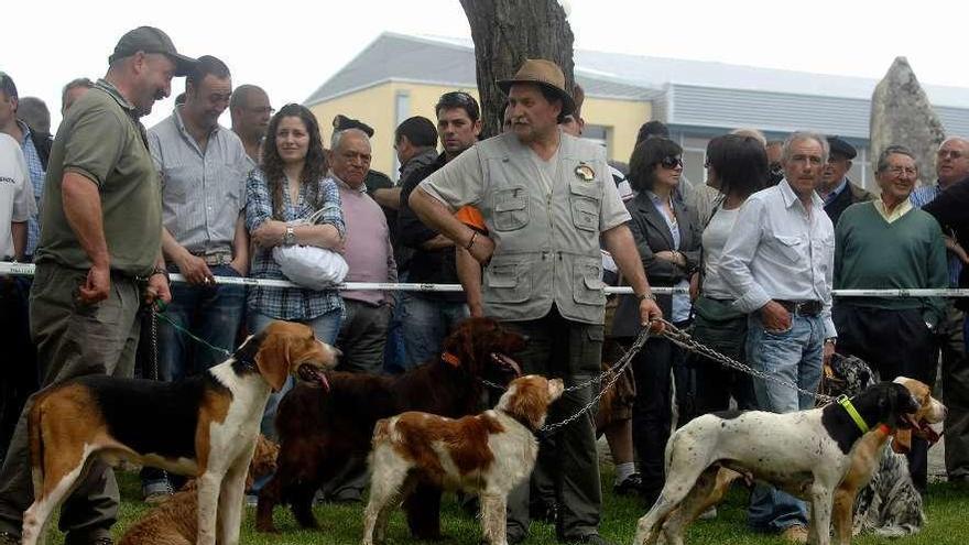 Feria de Cans de Caza en Abegondo, el segundo municipio con más canes y con gran afición a cazar.