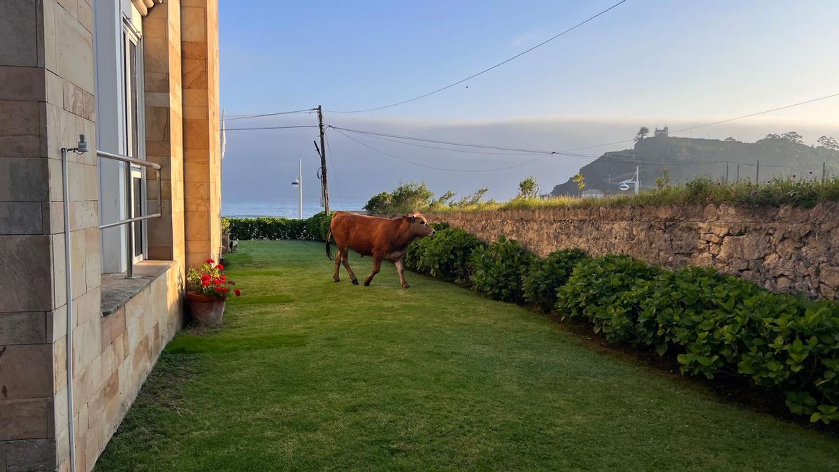 El ternero en los jardines del hotel Don Pepe.