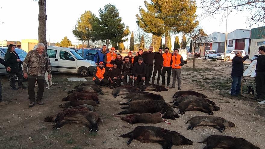 Récord de capturas con 37 jabalíes abatidos en los montes de Fontanars dels Alforins