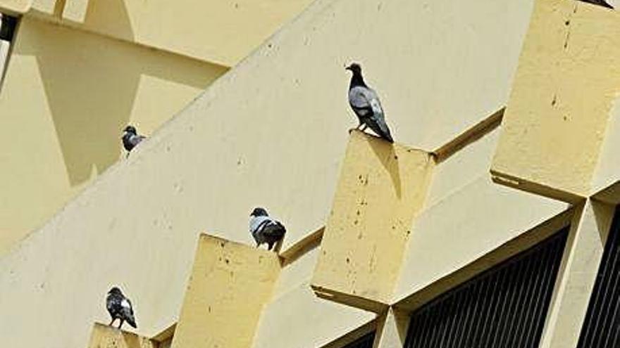 Un grupo de palomas en las cornisas de un edificio en la playa de Las Canteras.