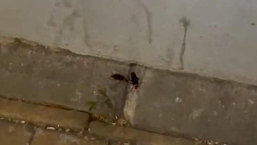 Vecinos del Raval Universitari de Castelló aseguran estar “hartos” y denuncian una “plaga de cucarachas enormes”