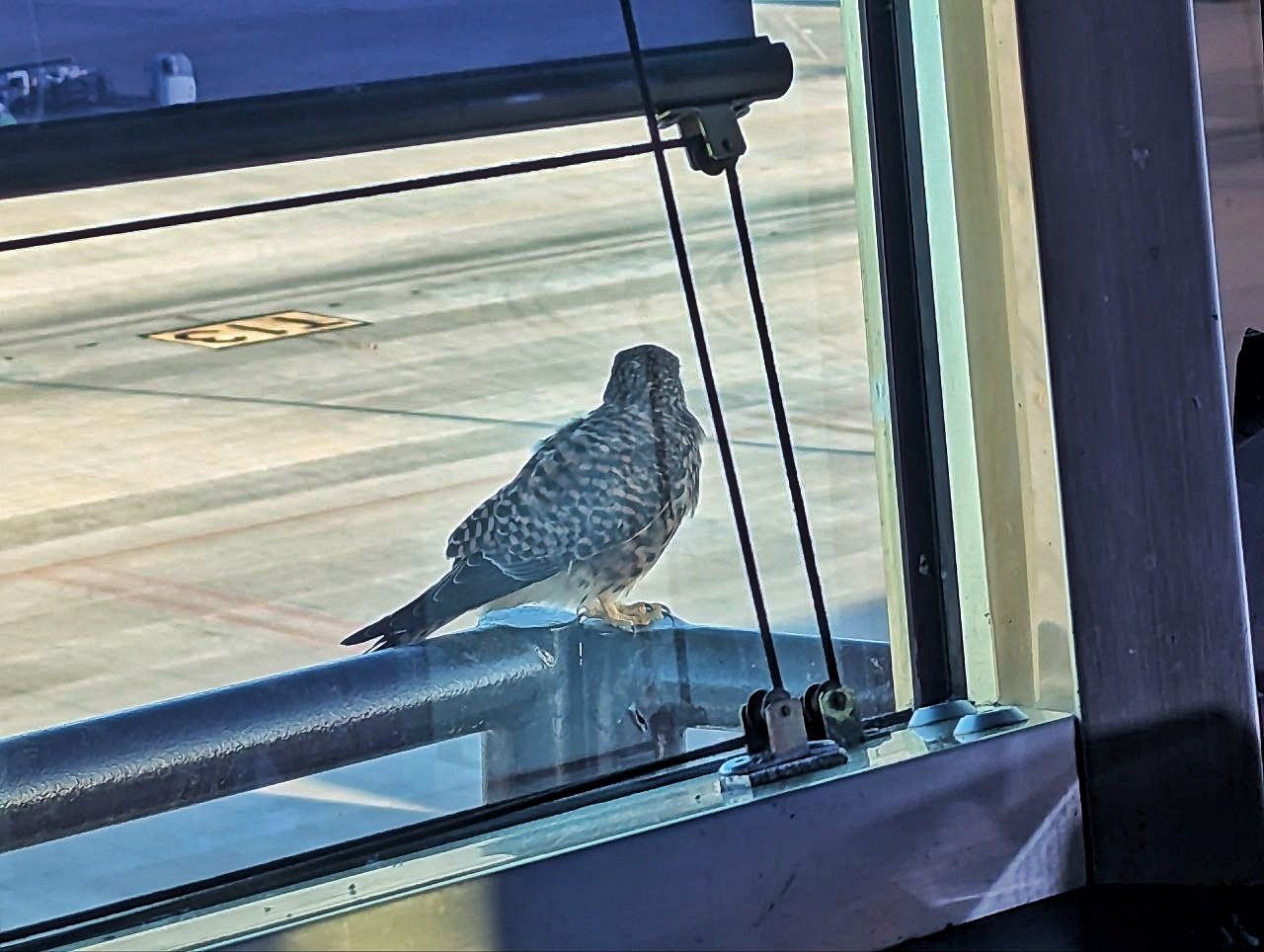 Visita de un cernícalo a la torre de control del aeropuerto de Gran Canaria
