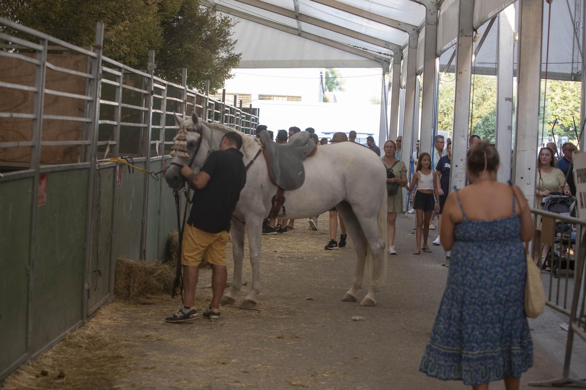 Así ha sido la XLV edición del concurso de tiro y arrastre de la Fira d'Agost de Xàtiva