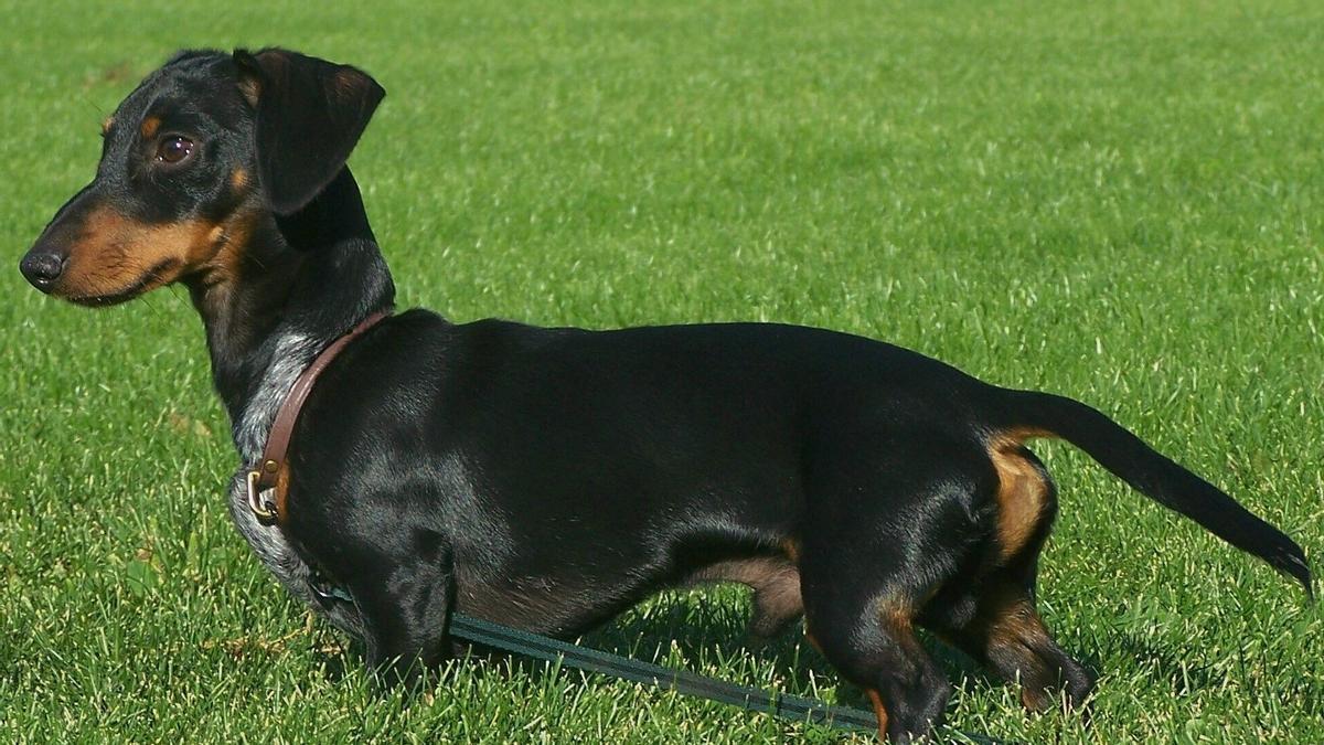 Un ejemplar de Dachshund o perro salchicha