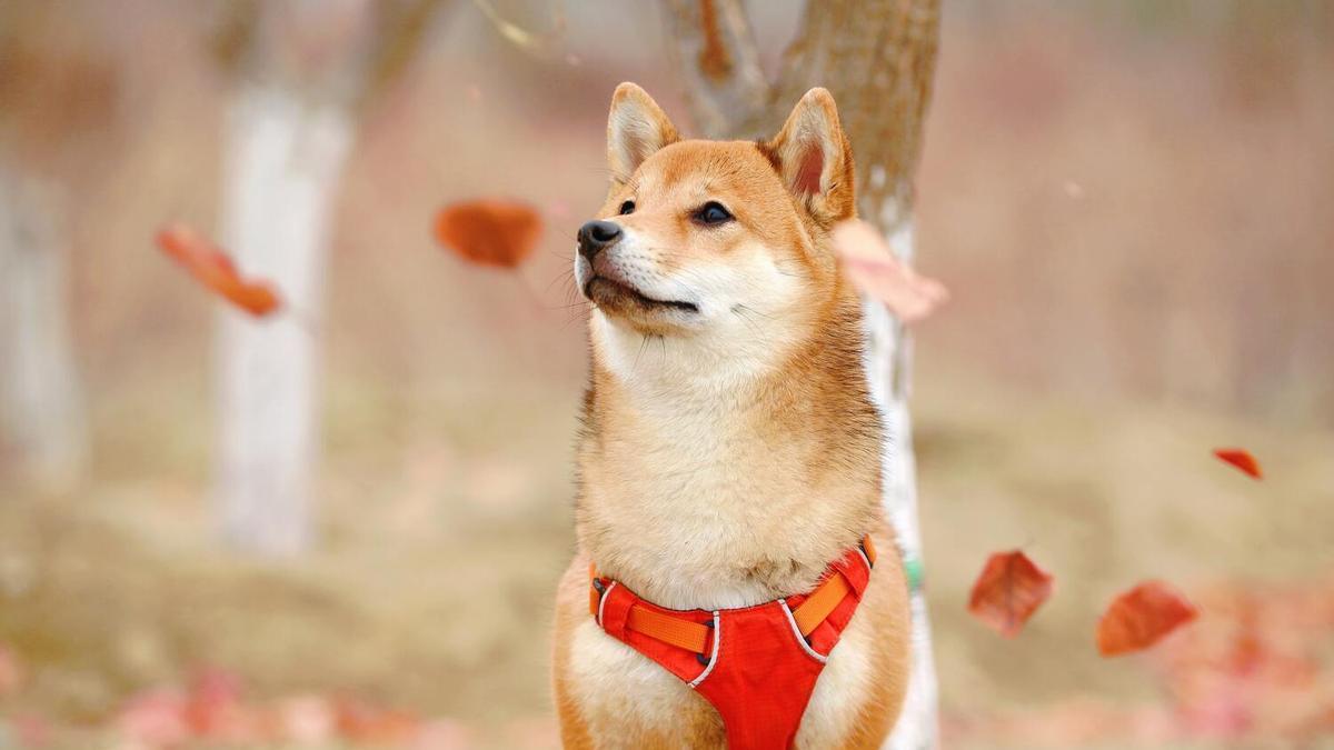 Shiba.