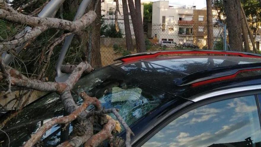 Un arbre es desprèn sobre un vehicle a Llançà, sense causar danys personals