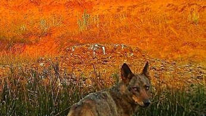 Un lobo de Zamora con sarna muestra su estado debilitado.