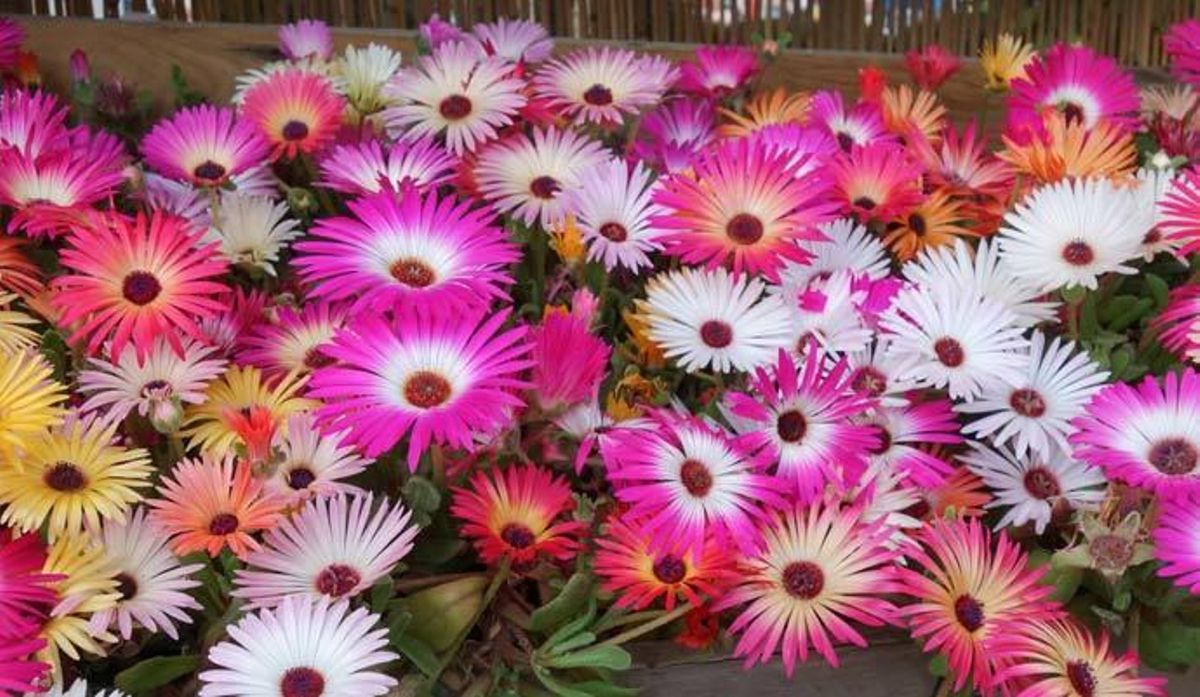 Estas son las plantas más resistentes para dar vida a tu balcón o terraza