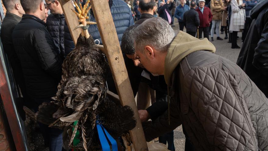 GALERÍA| Guarrate revive el ancestral rito de Correr el Gallo