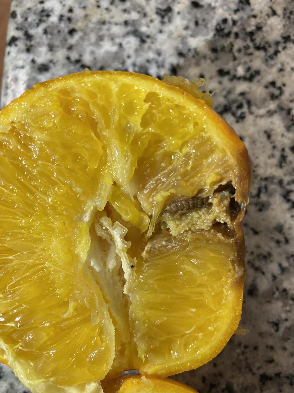 Las larvas de T.leucotreta (‘Falsa polilla’) pueden estar presentes dentro del fruto, de ahí la necesidad de aplicar la temperatura del cold treatment a la parte central de las propias naranjas
