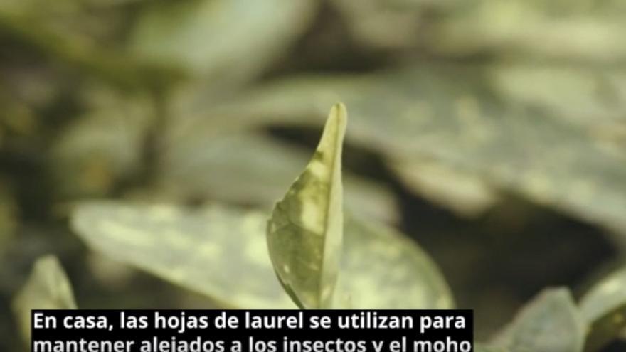 Hoja de laurel en el radiador: la solución que más gente copia con la llegada del frío