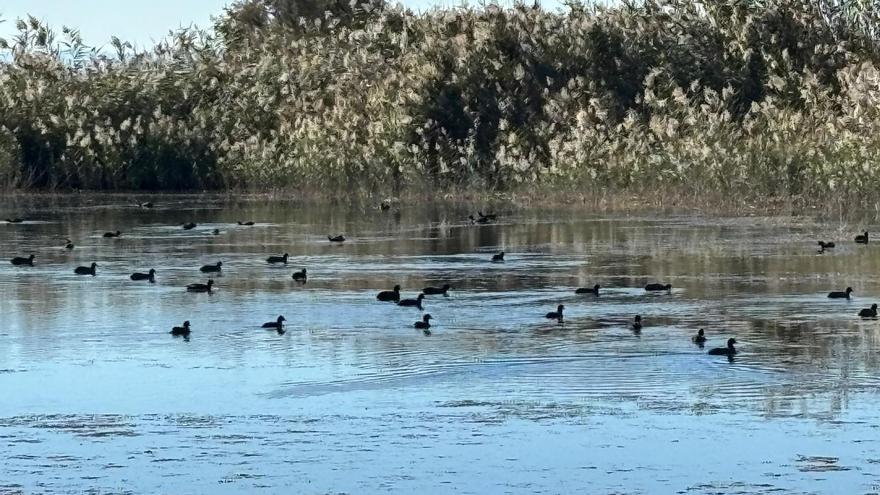 Los cazadores se unen para recurrir el veto nocturno en El Hondo de Elche y Crevillent y Las Salinas de Santa Pola