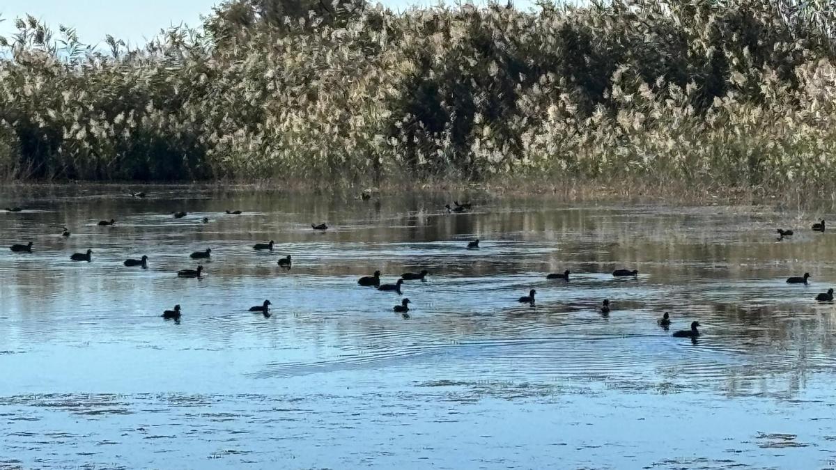 Charca en un coto de caza de El Hondo esta semana