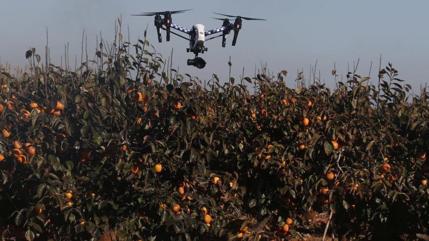 La policía de Montroi recurre a un dron para evitar robos de fruta y construcciones ilegales