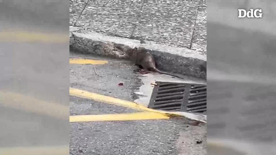 Vídeo: Una rata camina pel carrer de la Salle a plena llum del dia