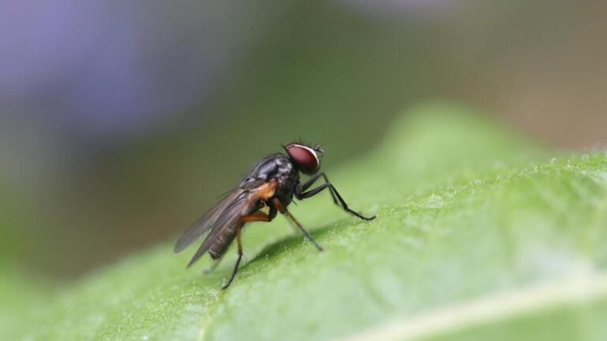 Plaga de mosca negra: Consejos para evitar su mordedura