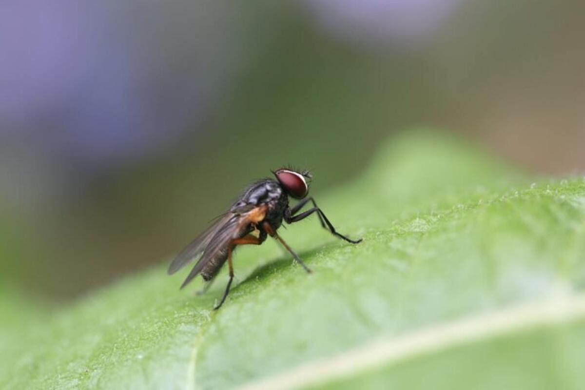 L’augment de les temperatures accelera les plagues estivals a Espanya