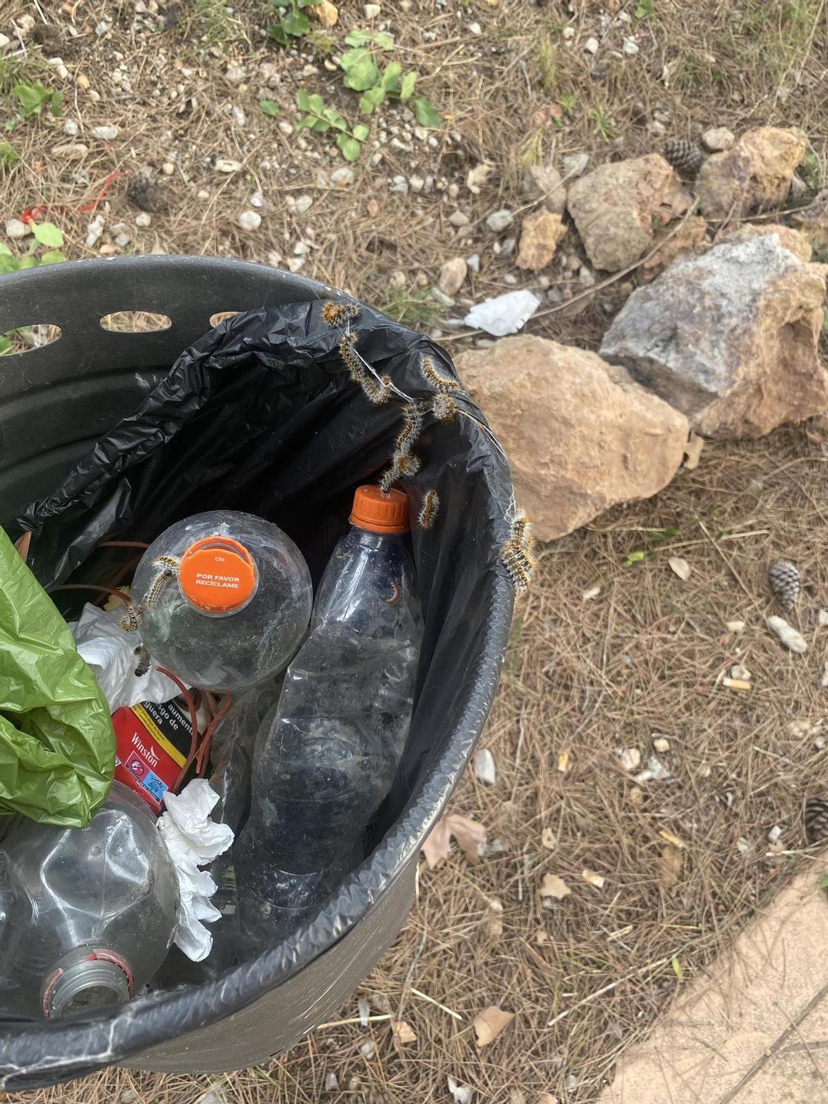 Varios ejemplares, en un cubo de residuos.