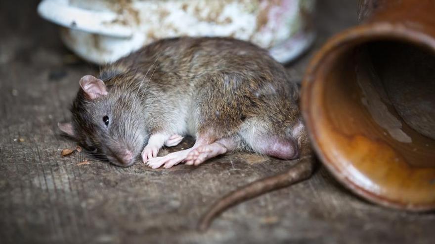Unes 200.000 rates viuen a les clavegueres de Barcelona