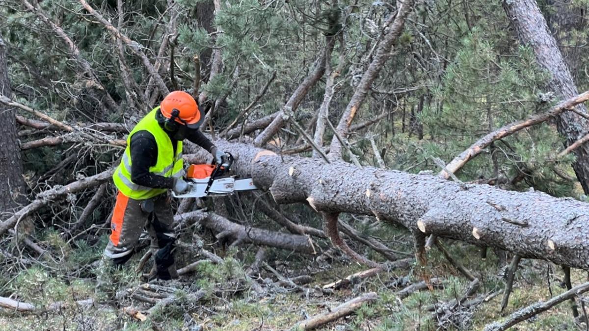 Un treballador forestal en una acció del projecte