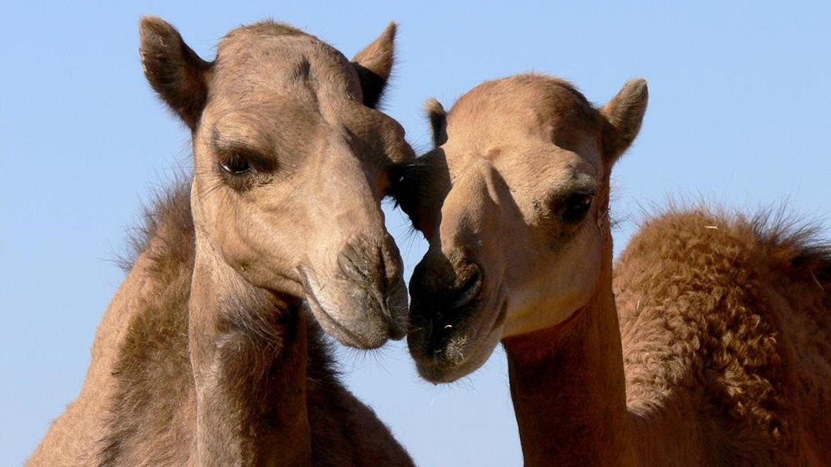 Dos dromedarios  el mayor reservorio para el virus del MERS  sindrome respiratorio por coronavirus de Oriente Medio  una enfermedad que ha causado centenares de muertes en paises asiaticos  Foto  University of Veterinary Medicine Hannover