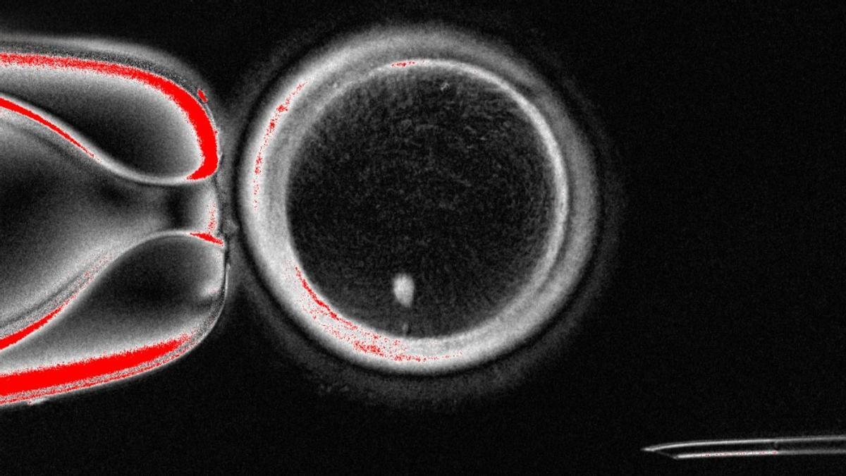 Ovocito humano generado a partir de células de la piel.
