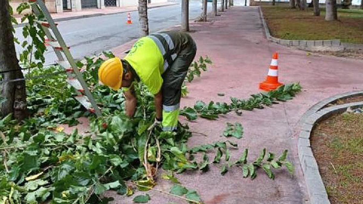 Un operario del Ayuntamiento de Murcia recogiendo ramas podadas del suelo.