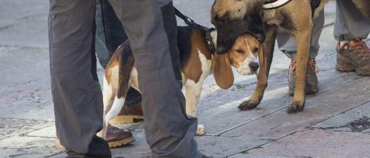 Perros de la Unidad Canina de Rescate del Principado.