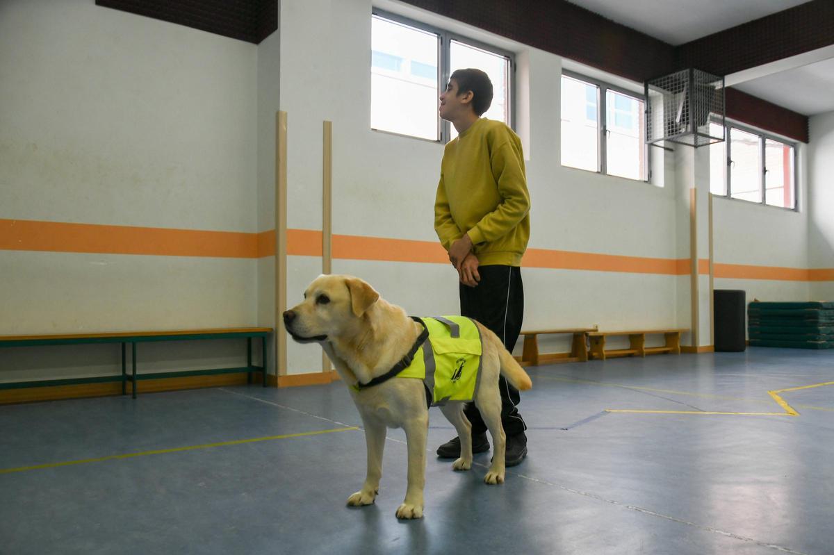 Terapia con perros en el colegio Virgen del Castillo de Zamora