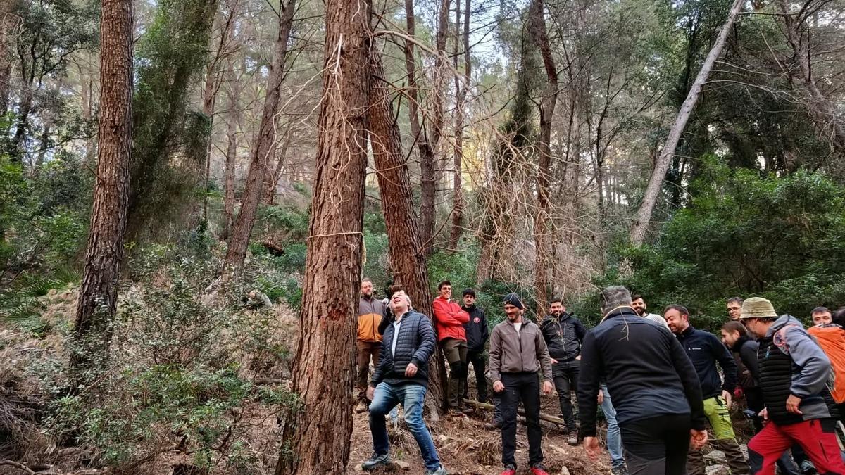 Las imágenes de la tala del Pi de Sant Antoni de Pollença