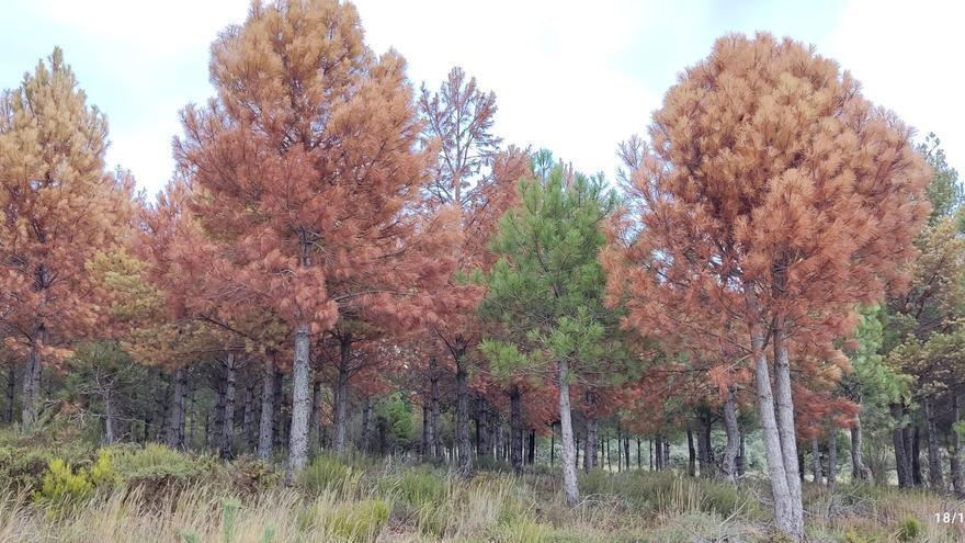 Declarada la &quot;emergencia&quot; de la lucha contra plagas en masas forestales de Zamora
