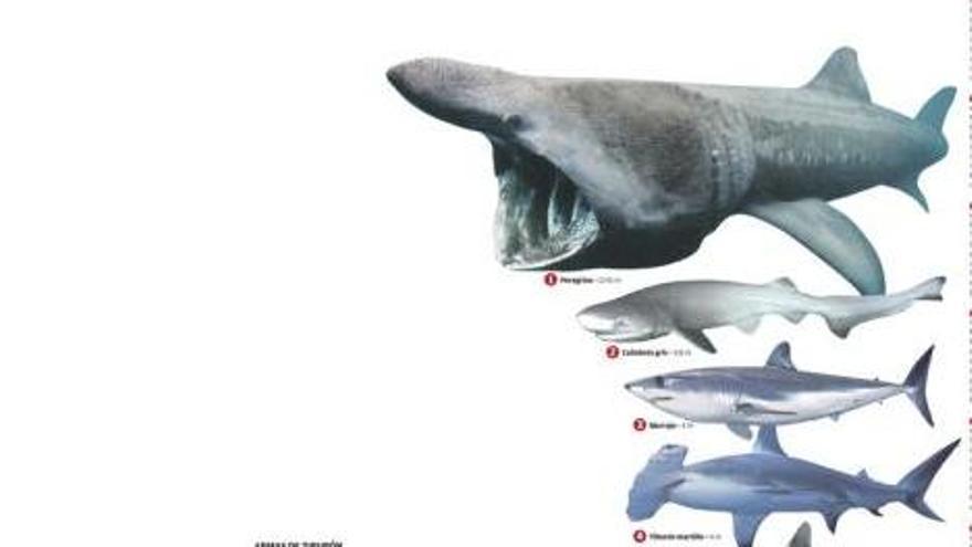 Tiburones, más allá del miedo