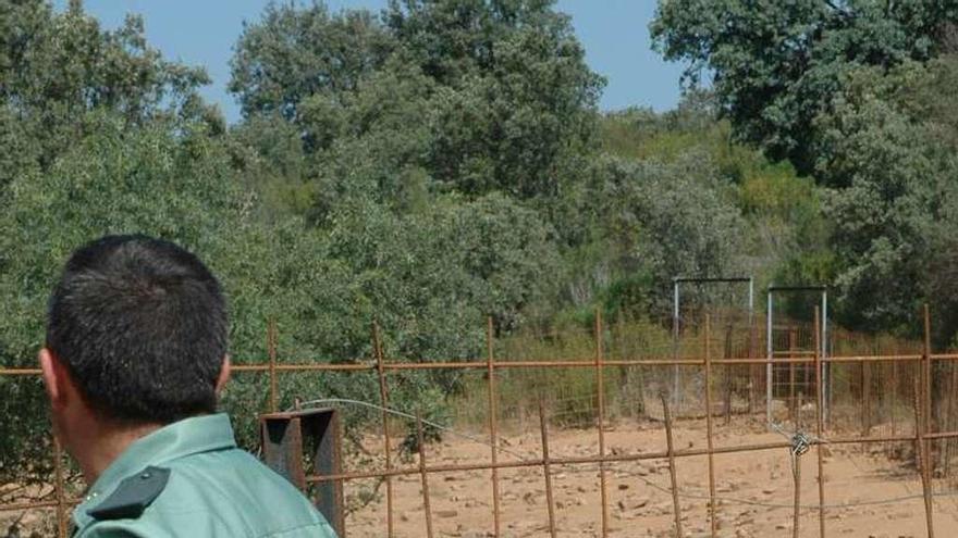 Un agente observa unos jabalíes atrapados en un cercón en Tábara.