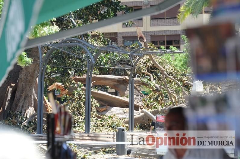 Cae parte del ficus de Santo Domingo en Murcia