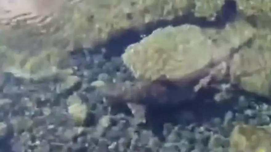 Avistado un tiburón en unas piscinas naturales de Gran Canaria