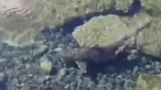 Unas 25 especies de tiburón habitan en el entorno de Canarias y la Península