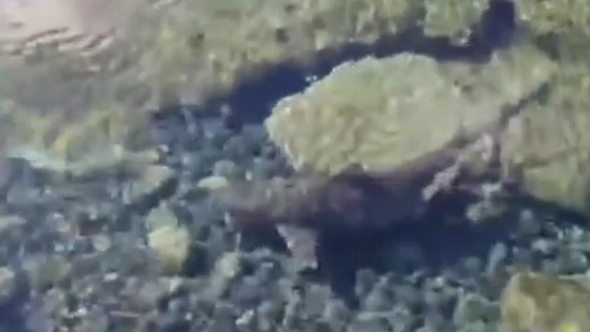 Tiburón en las piscinas de El Altillo