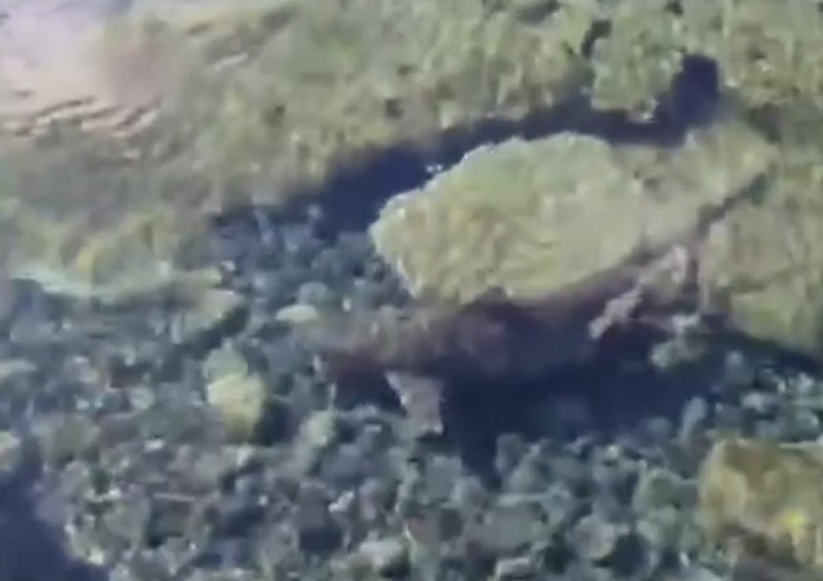 Avistado un tiburón en unas piscinas naturales de Gran Canaria