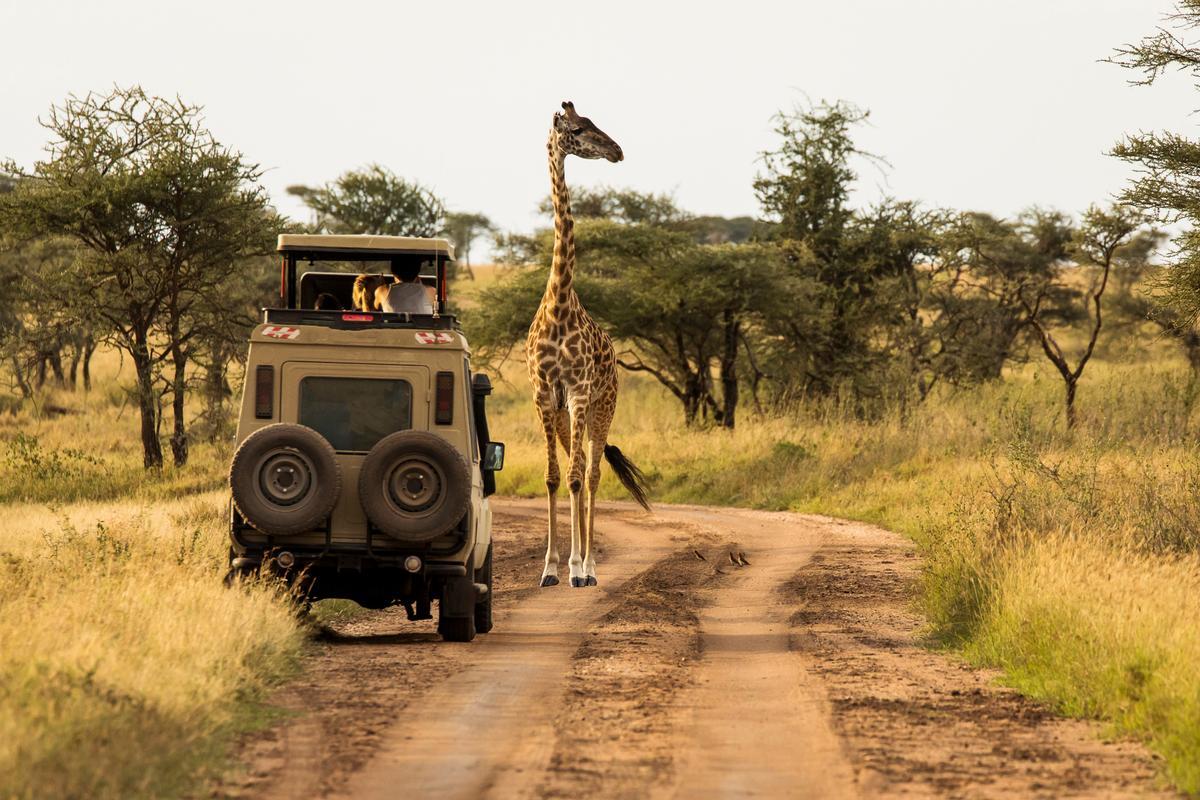 Girafa en el fondo durante el safari al atardecer en el Parque Nacional Serengeti, Tanzania.