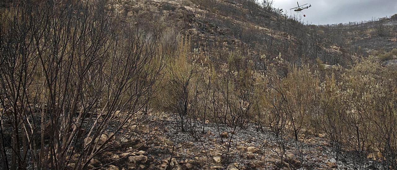 Zona de monte afectada por el incendio de Rafelguaraf del pasado fin de semana. | J. M. LÓPEZ