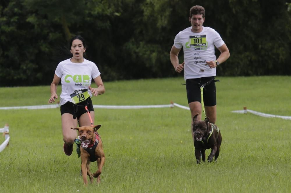 "Can We Run": Deporte, perros y solidaridad toman Gijón